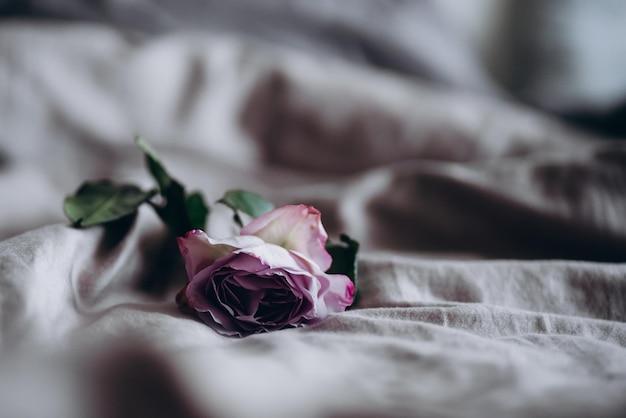 Photo violet rose on the grey bedsheets romantic every day