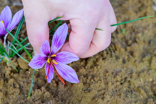 Fiore di zafferano viola che cresce nel terreno.