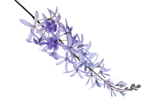 Photo violet sandpaper vine petrea vine isolated on white background with clipping path