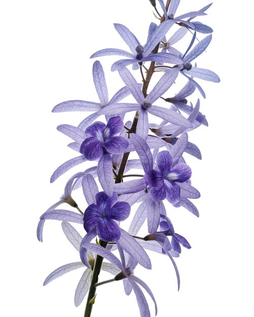 Photo violet sandpaper vine petrea vine isolated on white background with clipping path