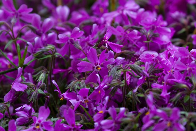 紫色の春の花