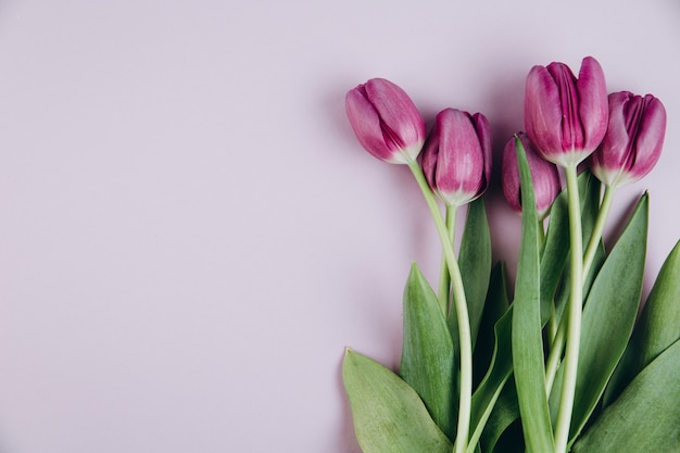 Violet spring tulips on the table