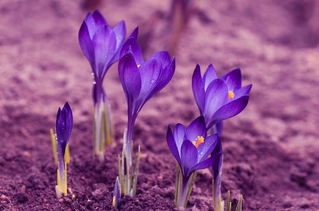 Violet toning. Blooming crocuses. The first spring flowers.