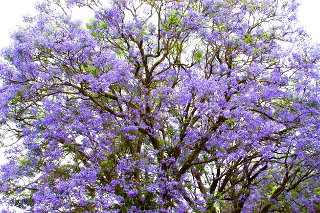 Foto albero viola jacaranda che cresce nella provincia di mpumalanga, sudafrica