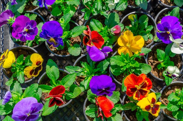 Violet tricolor in the garden in the park.