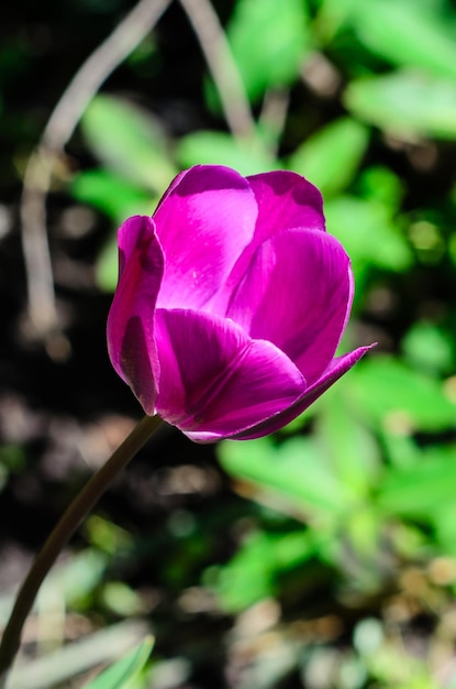 庭の花壇に紫のチューリップ