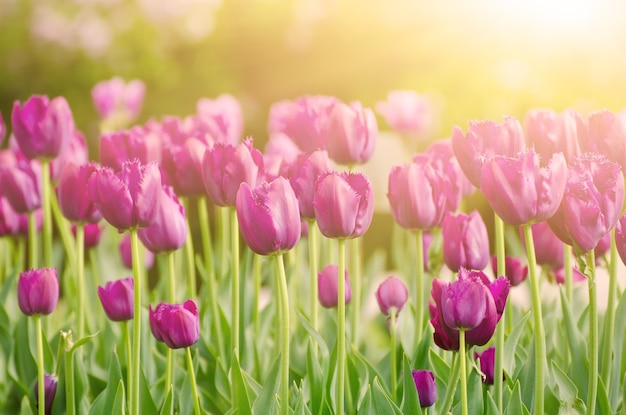 Violet tulip flowers