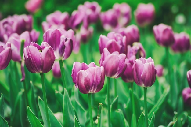 紫のチューリップの花