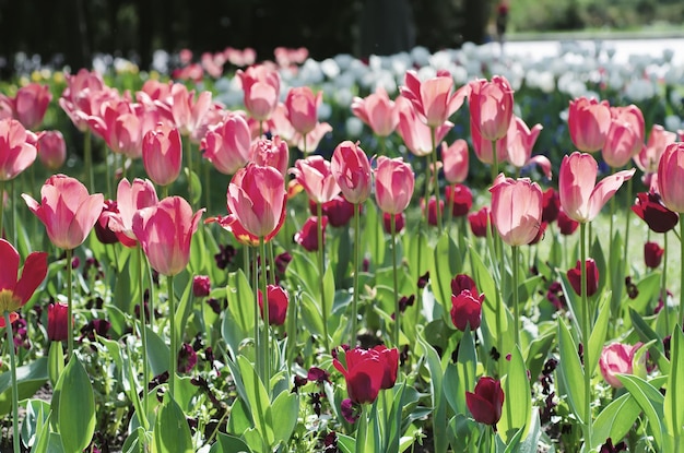 Fiori di tulipano viola