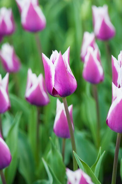 Violet tulips