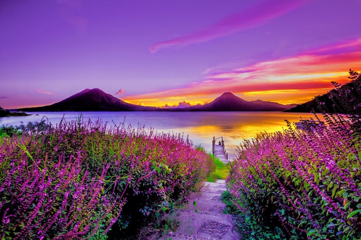 Foto violet veld aan het meer bij zonsondergang
