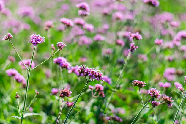 Violet verbena bloemen