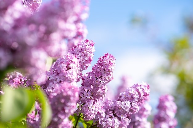 春の庭に咲くつぼみと紫の活気に満ちたライラックの茂み。