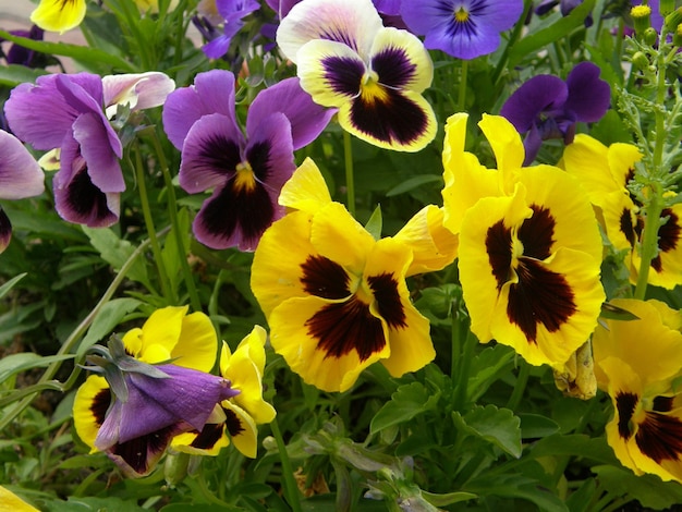 Violet (Viola) flowers in blue and yellow colors close-up. Leningrad region, Russia.