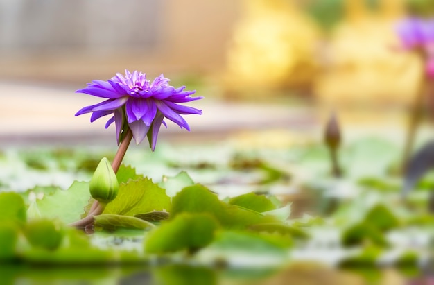 violet waterlily of lotusbloem bloeien op vijver