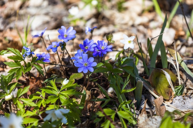 이른 봄에 피는 Hepatica Nobilis의 보라색과 흰색 꽃