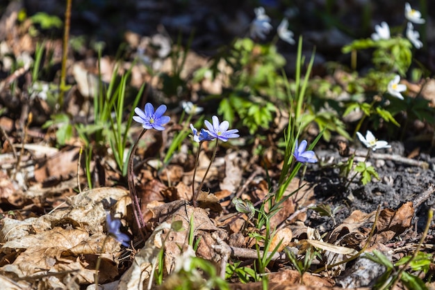 Foto fiore viola e bianco di hepatica nobilis che fiorisce all'inizio della primavera