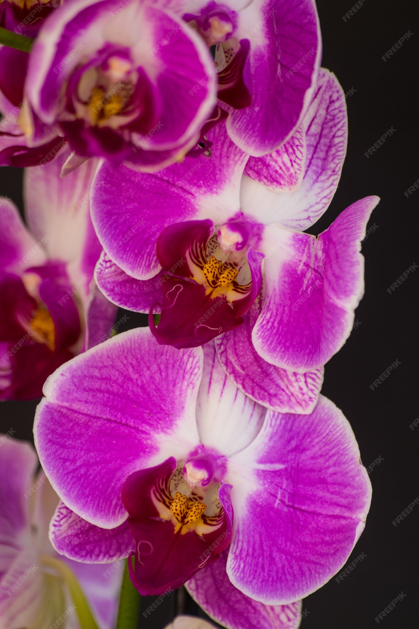 Premium Photo | Violet and white orchid phalaenopsis