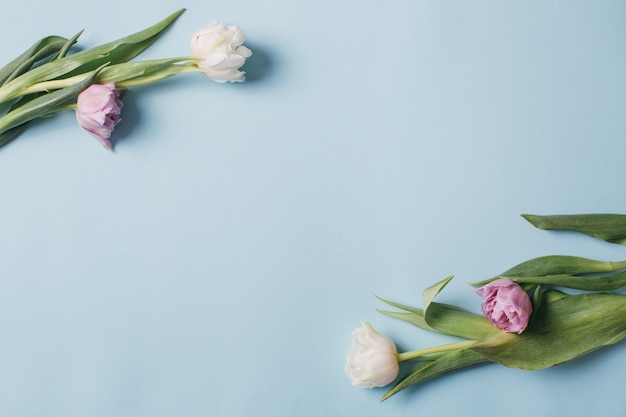 Violet and white tulips and a gift boxes on a blue background.