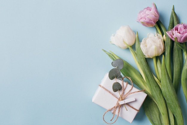 Violet and white tulips and a gift boxes on a blue background.