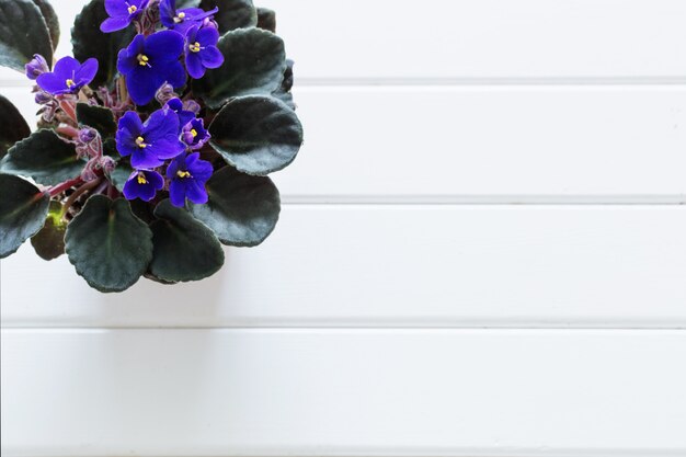 Violet on white wooden table