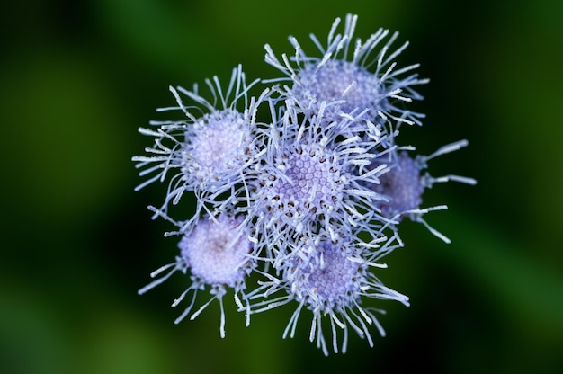 Violet wilde bloemen boeket