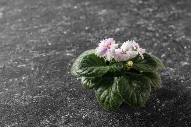 Violet with blooming flowers on black stone table.