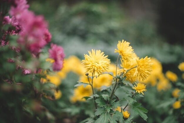 필드의 보라색과 노란색 꽃