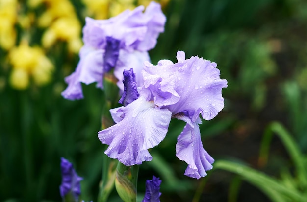 春の紫と黄色のアイリスの花