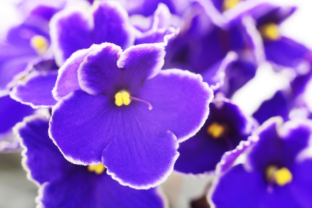 Violets beautiful flowers background