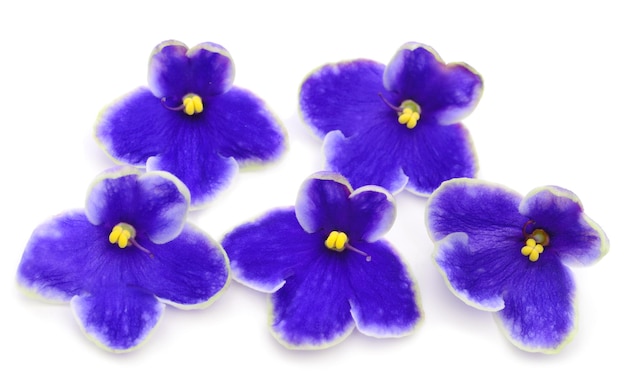 Violets beautiful flowers