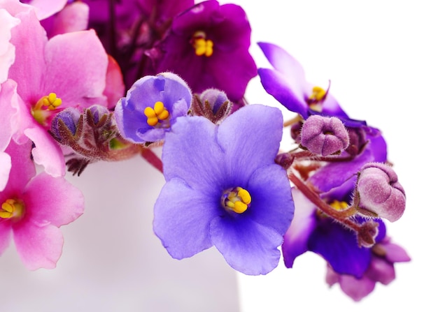 Violets beautiful flowers