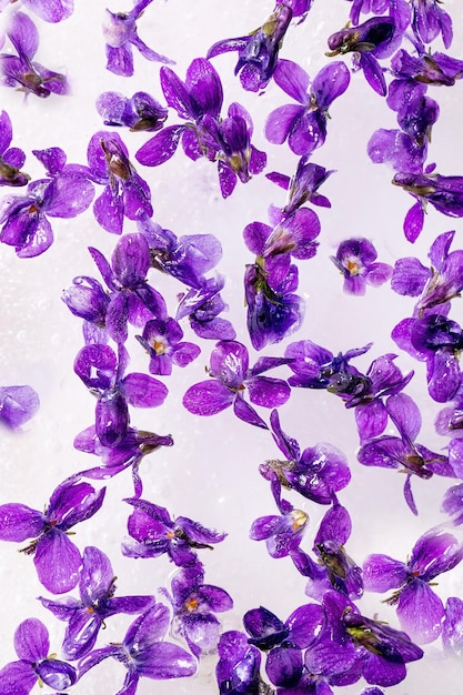 Violets flower in ice