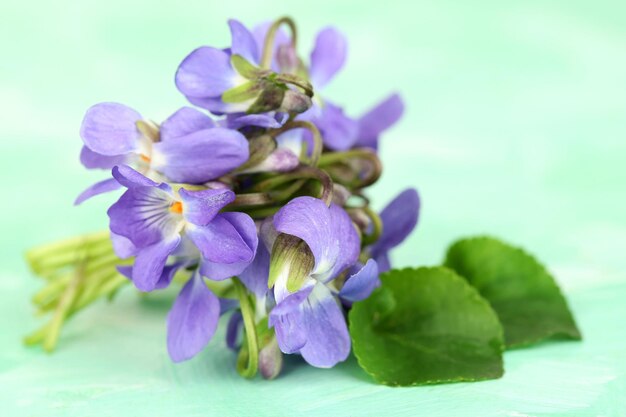 青の背景にスミレの花