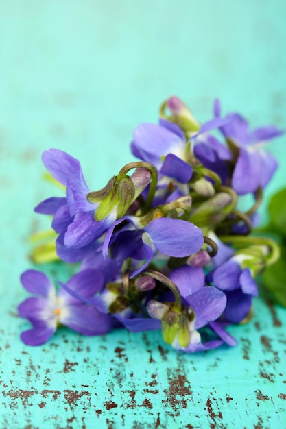 青の背景にスミレの花