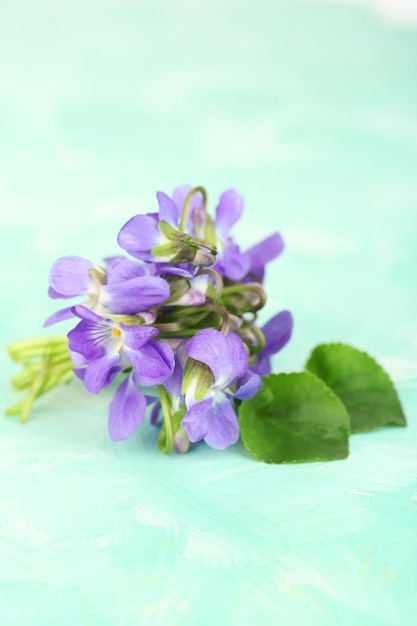 Violets flowers on blue background