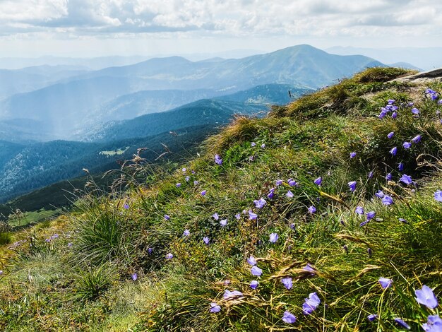 Photo violets on the top of the mountain