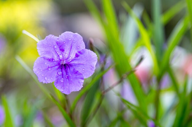 Violette bloem in de tuin