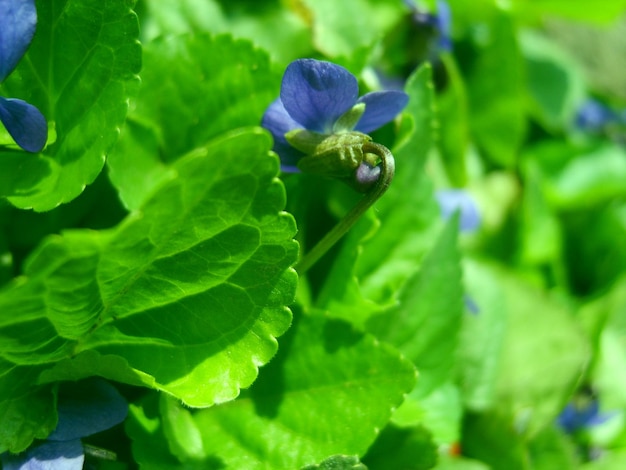 Violette bloem in gebladerte foto