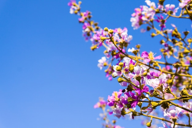 violette bloem met blauwe hemel