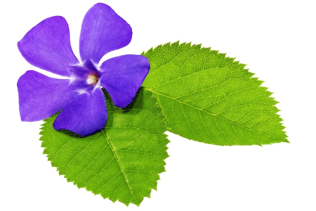 Violette bloem op groen blad. close-up op witte achtergrond. geïsoleerd.