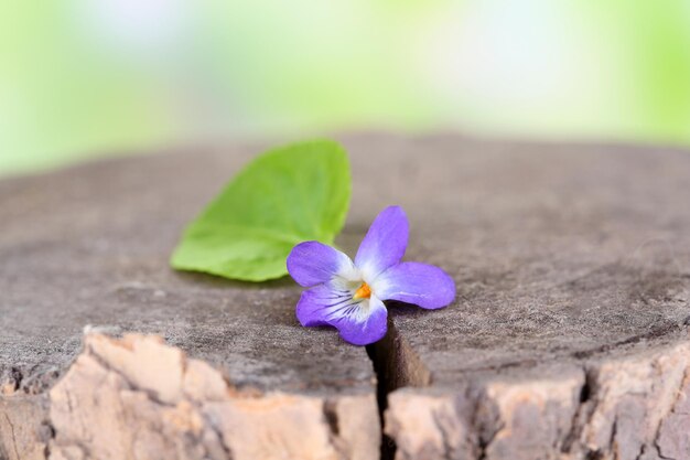 Violette bloem op stomp close-up