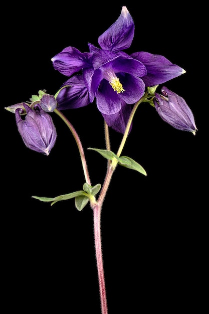 Violette bloem van aquilegia bloesem van stroomgebied close-up geïsoleerd op zwarte achtergrond