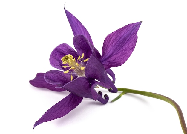 Violette bloem van aquilegiabloesem van stroomgebiedclose-up die op witte achtergrond wordt geïsoleerd