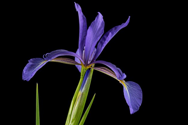 Violette bloem van marsh iris lat Iris pseudacorus geïsoleerd op zwarte achtergrond