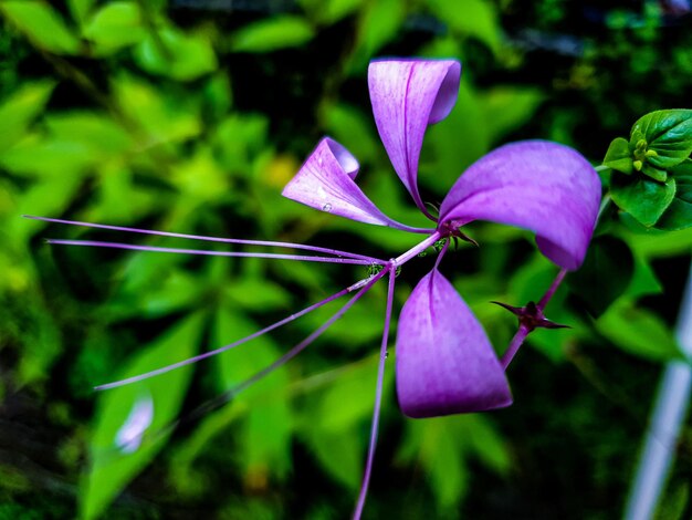 Violette bloem vintage achtergrond natuur