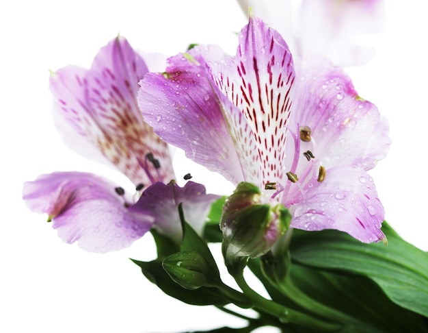 Violette bloemen alstroemeria