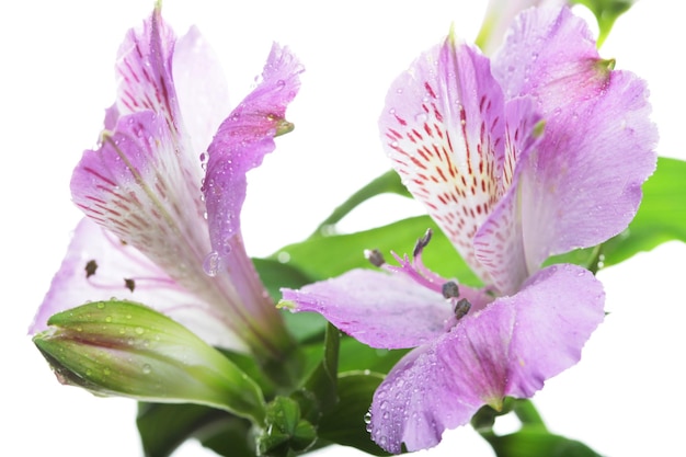 Violette bloemen alstroemeria