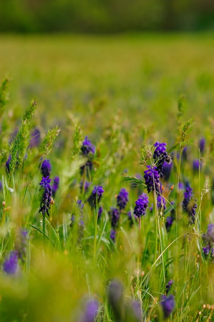 violette bloemen in de wei