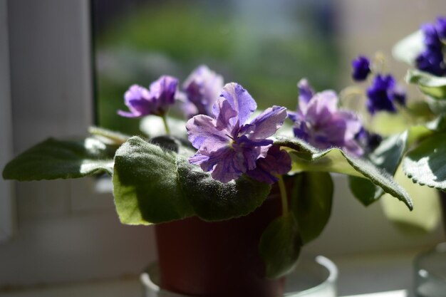 Violette bloemen in een bloempot op het zonnige raamspel van licht